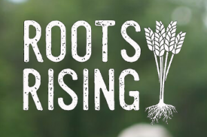 picture of roots rising